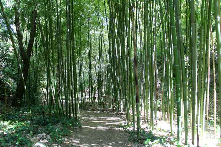 Les bambous dans le vallon du rossignol.